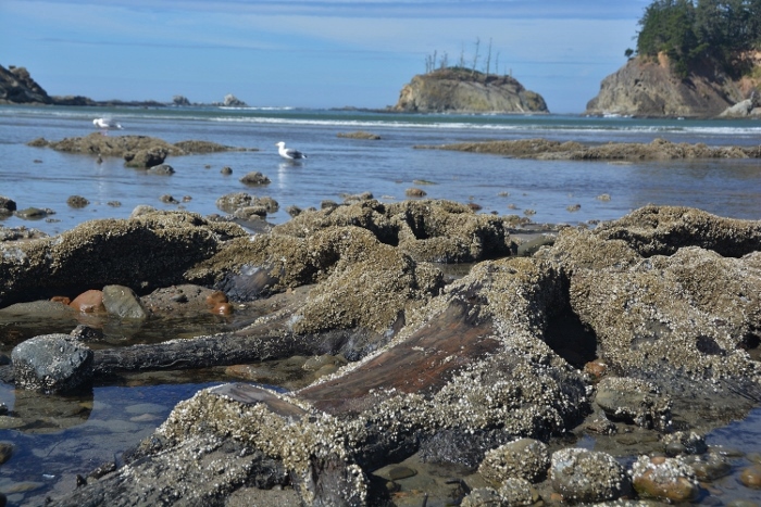 tree root forms tide pool on beach